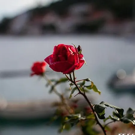 Apartmán Malo - One-bedroom With Balcony And Sea View - Attic 1 Lastovo