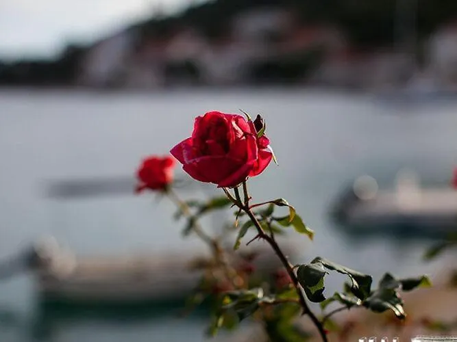 Apartamento Malo - One-bedroom With Balcony And Sea View - Attic 1 Lastovo